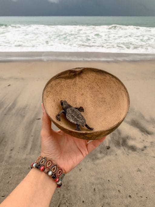 Puerto Escondido: Highlights, Erlebnisse und Ausflugsziele in Mexiko - Turtle Release am Playa Zicatela