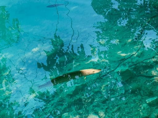 Nationalpark Plitvicer Seen: Tipps für den schönsten Kroatien Nationalpark - Fische im klaren Wasser