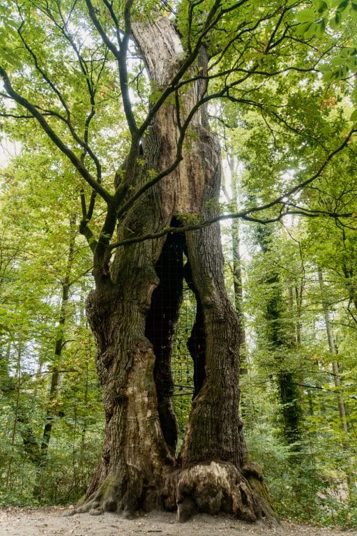 Schlossweg in Verl: Mein Tipp zum Wandern im Teutoburger Wald - 1000 jährige Eiche