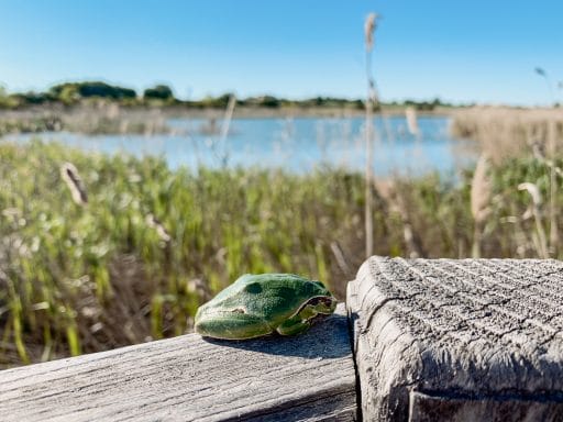 Frosch im Durankulak See Biotop in Bulgarien