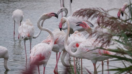 Camargue Frankreich: Flamingos