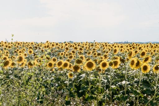 Sonnenblumen Feld in der Provence