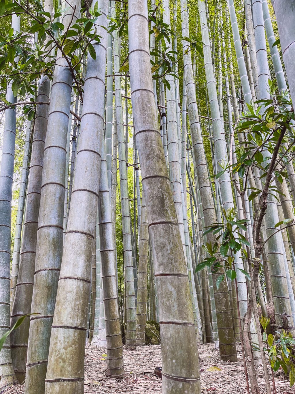 Hokokuji-Tempel Bambuswald - Kamakura Sehenswürdigkeiten