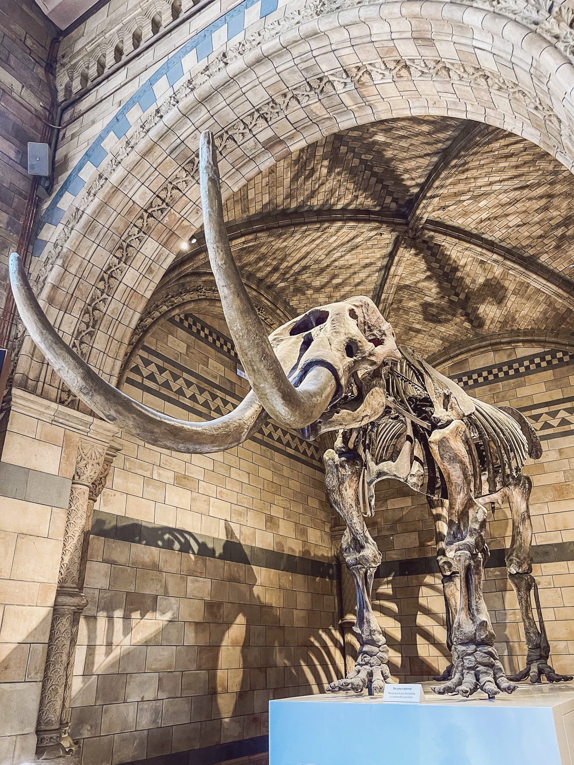 review-our-night-at-the-american-museum-of-natural-history-sleepover