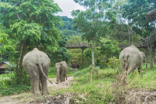 Elephant Kingdom Koh Samui