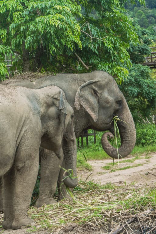 Elephant Kingdom Koh Samui