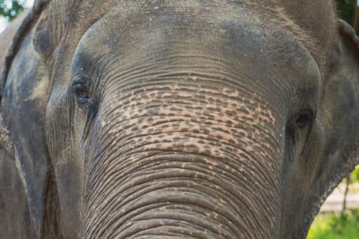 Samui Elephant Sanctuary Bophut