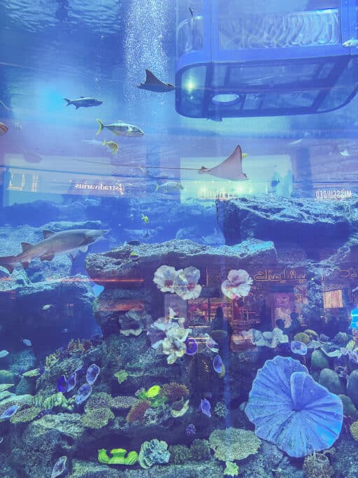 Dubai Mall Aquarium und Underwater Zoo