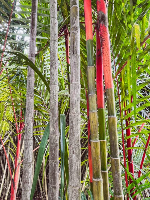 Botanischer Garten Singapur - Bambus