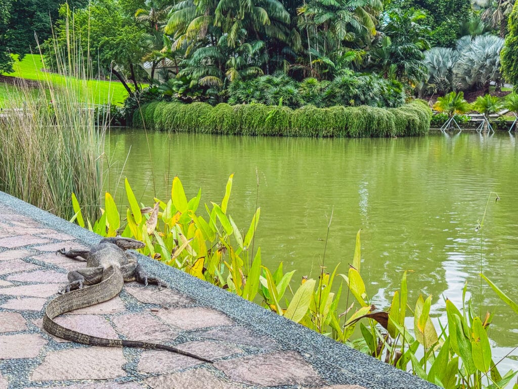 Singapore Botanic Gardens - Waran