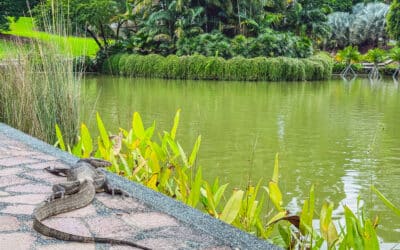 Singapore Botanic Gardens: UNESCO-Weltkulturerbe in der Löwenstadt