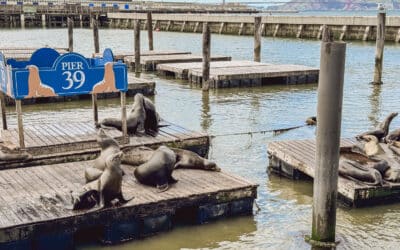 Der Pier 39 in San Francisco und seine Seelöwen