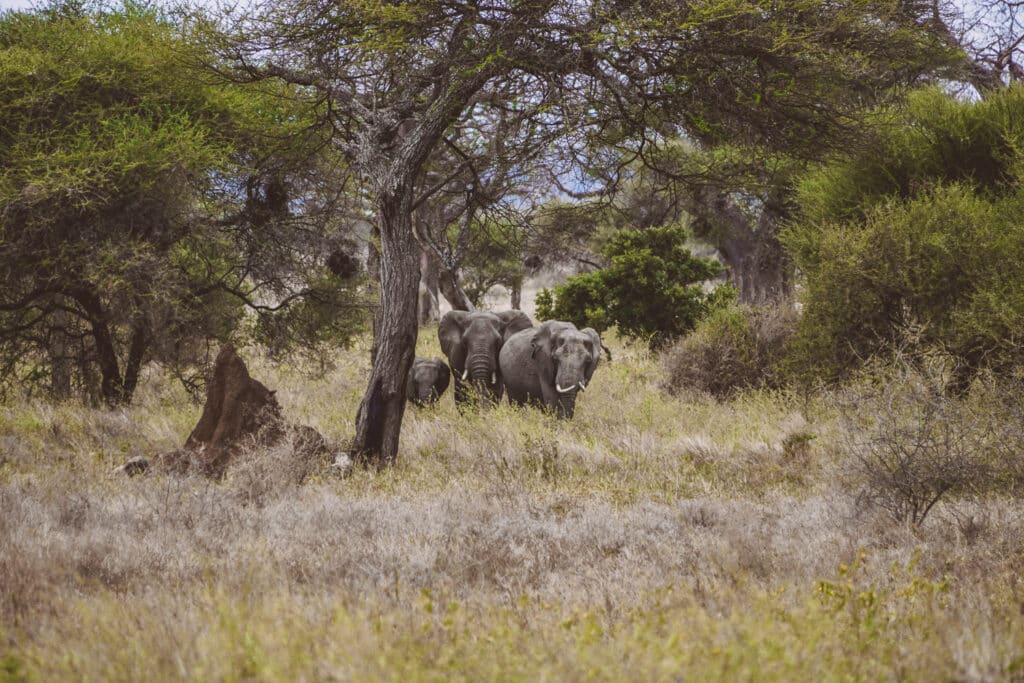 Safari im Tarangire Nationalpark - Elefanten