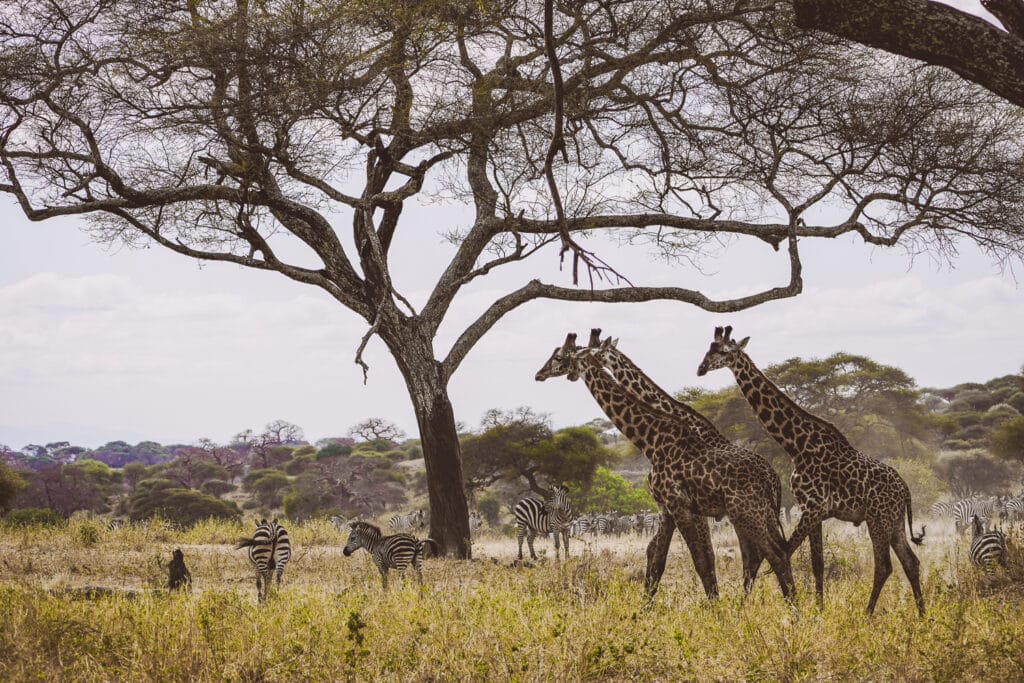 Safari im Tarangire Nationalpark - Giraffen