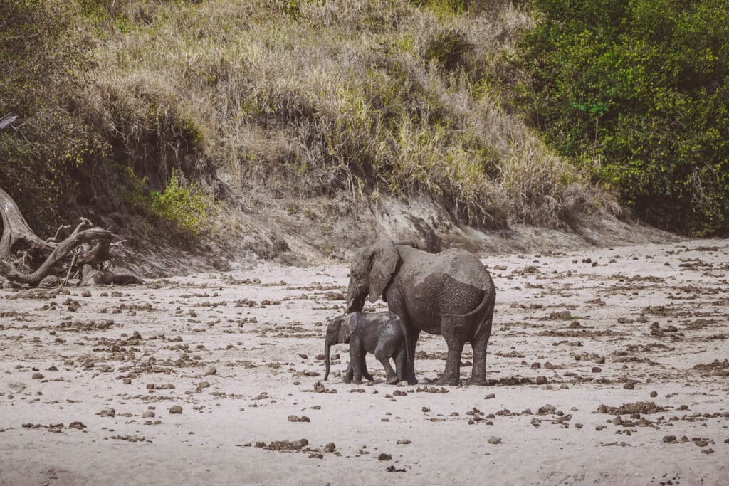 Safari im Tarangire Nationalpark - Elefanten