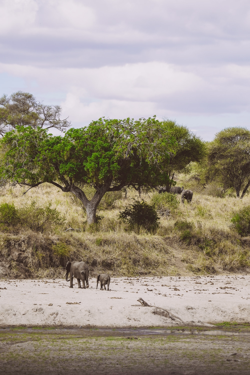 Safari im Tarangire Nationalpark - Elefanten