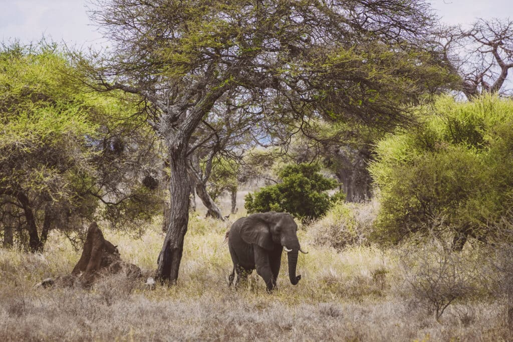 Safari im Tarangire Nationalpark - Elefanten