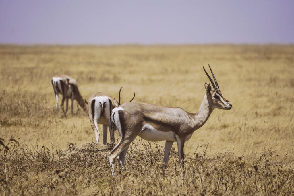 Serengeti Nationalpark Safari Tansania - Antilopen