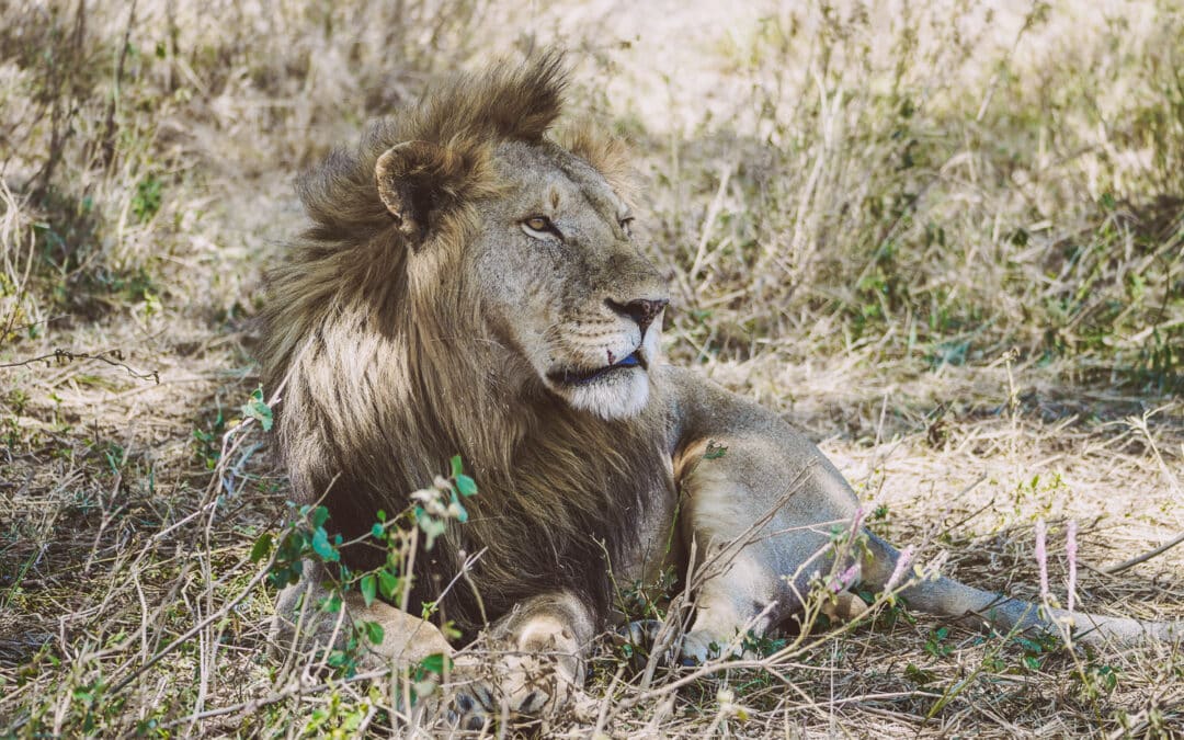 Serengeti Nationalpark: Ein Guide zu einem der schönsten Wildreservate der Welt