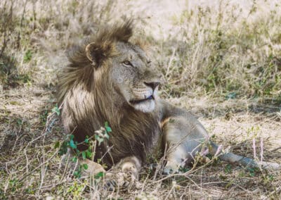 Serengeti Nationalpark in Tansania: Tipps und Infos für eure Safari