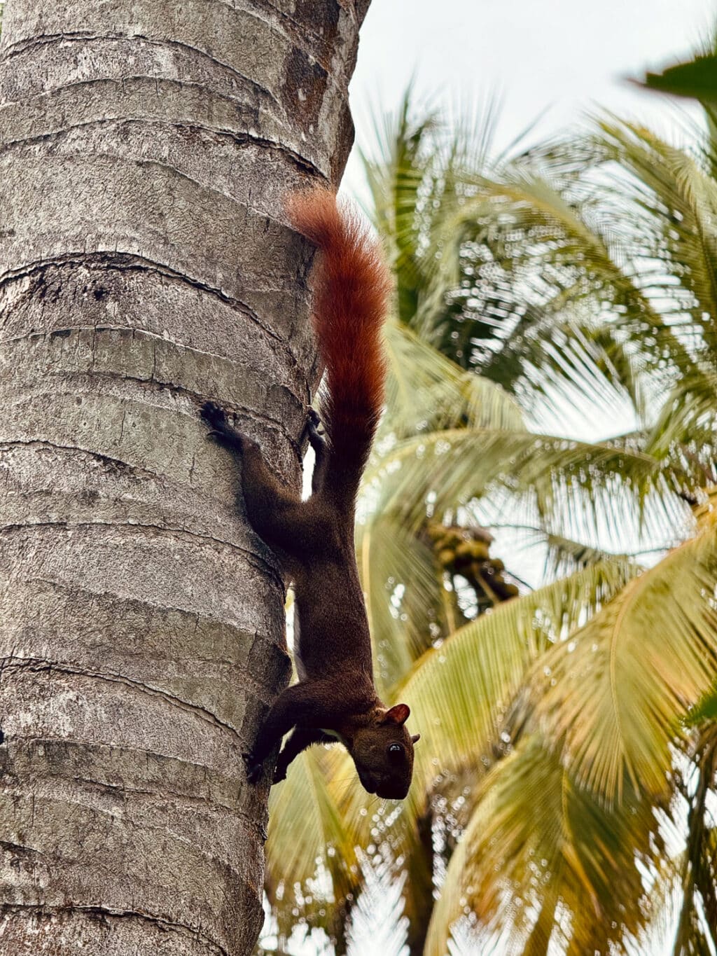 Palomino, Kolumbien