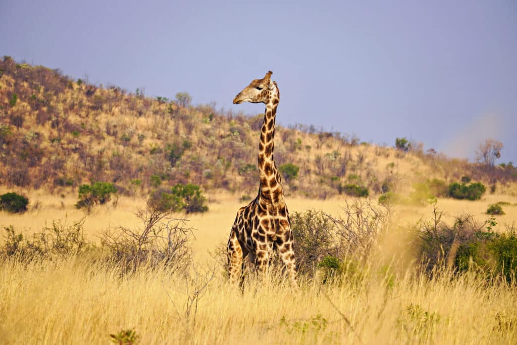 Giraffe Südafrika