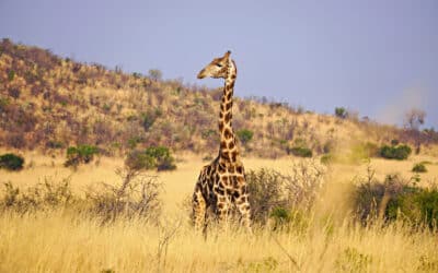 Südafrika Reisetipps: Das solltet ihr wissen, bevor ihr das Land zum ersten Mal besucht