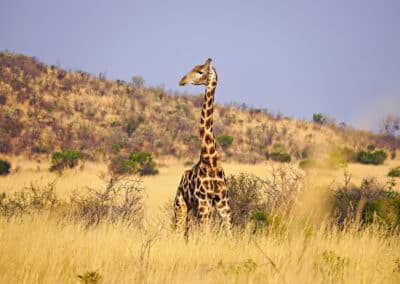 Giraffe Südafrika - Südafrika Reisetipps