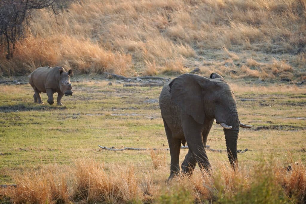 Pilanesberg Nationalpark Südafrika