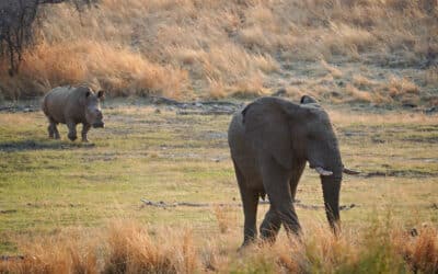 Pilanesberg Nationalpark – Safari-Erlebnis vor den Toren von Johannesburg
