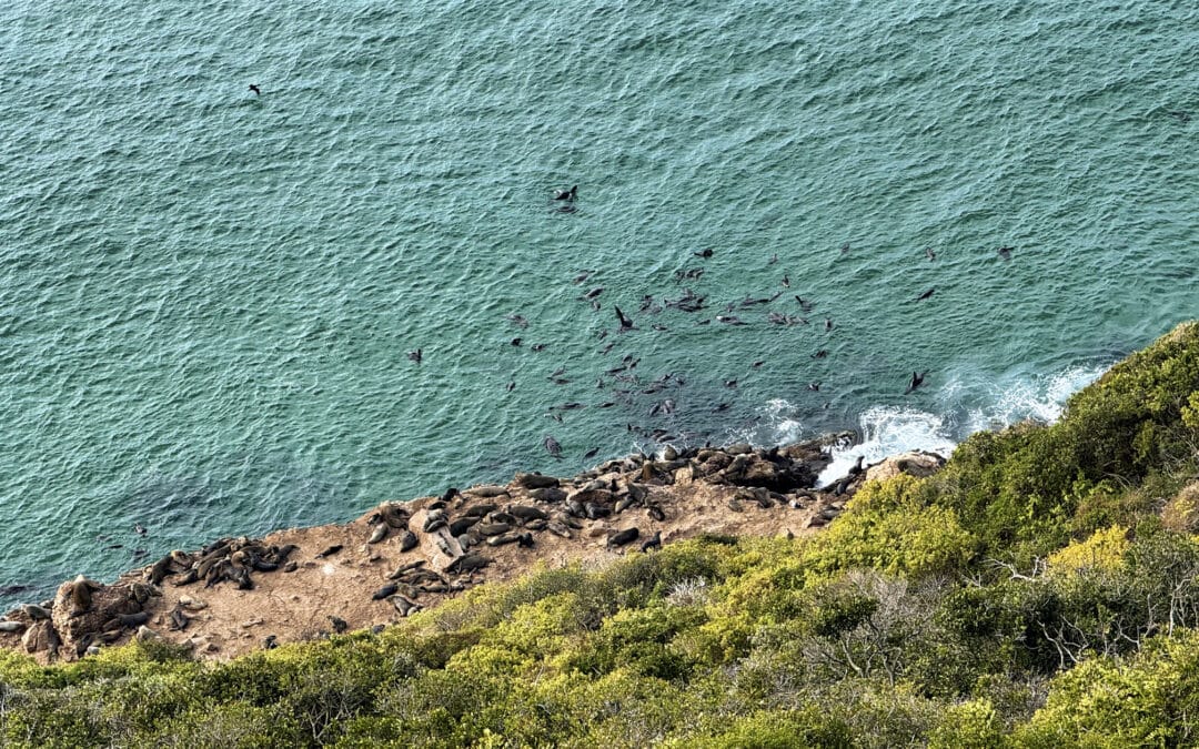 Best of Südafrika: Mit Robben schwimmen entlang der Garden Route