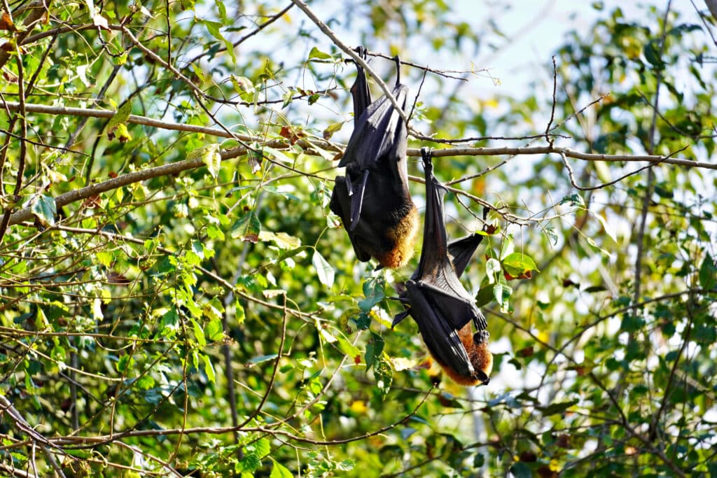 Birds of Eden in Plettenberg Bay