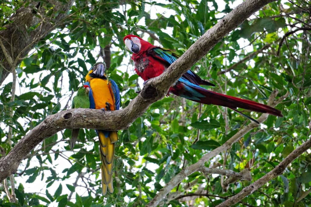 Birds of Eden in Plettenberg Bay