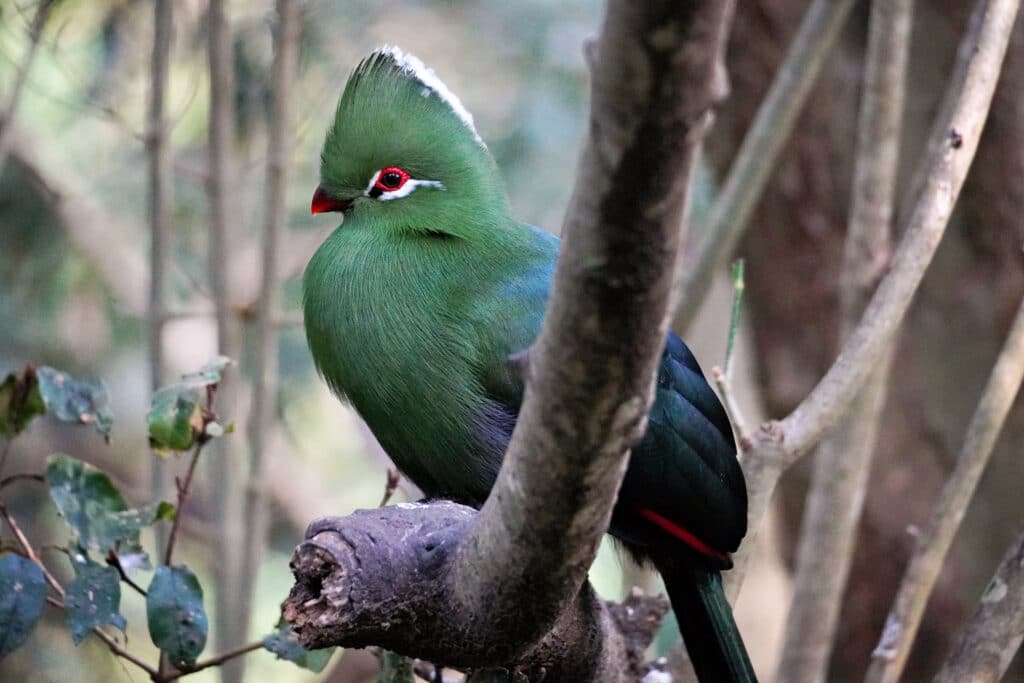 Birds of Eden in Plettenberg Bay