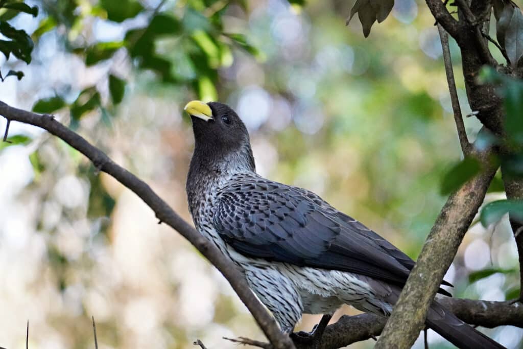 Birds of Eden in Plettenberg Bay