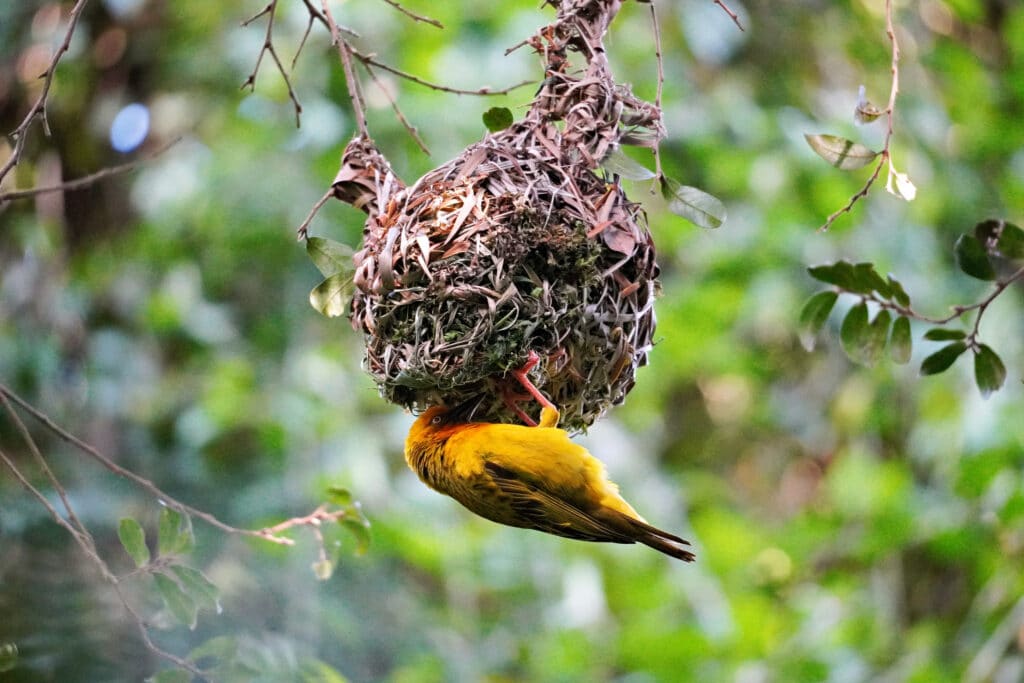Birds of Eden in Plettenberg Bay