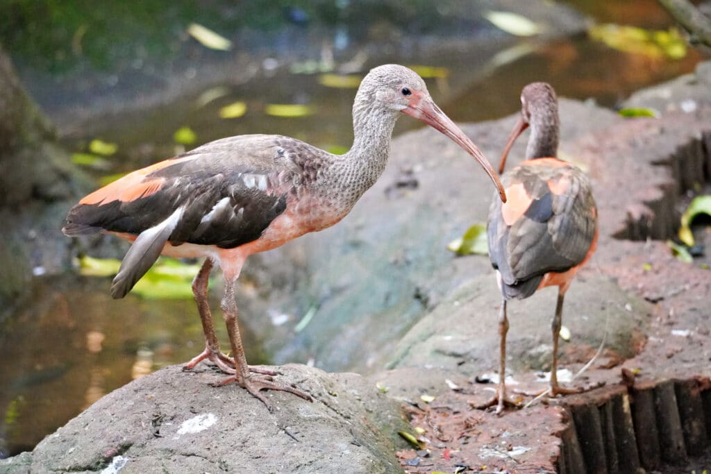 Birds of Eden in Plettenberg Bay