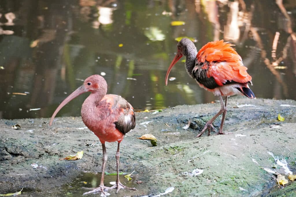 Birds of Eden in Plettenberg Bay