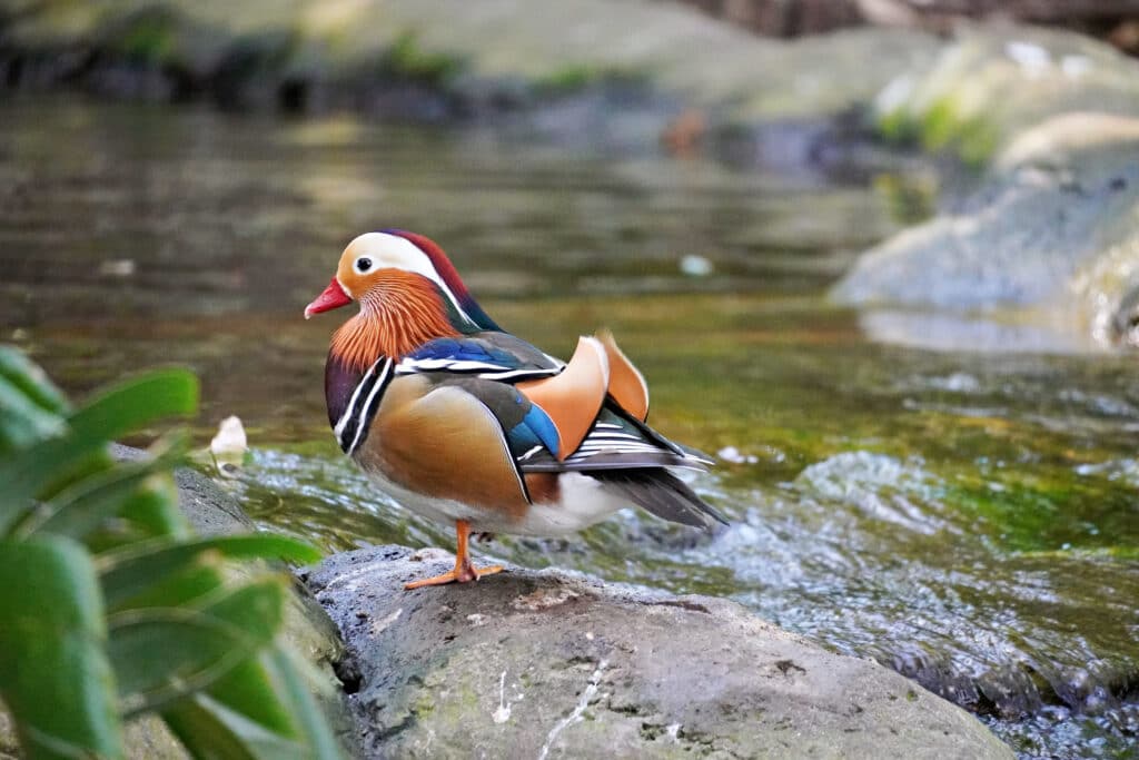 Birds of Eden in Plettenberg Bay