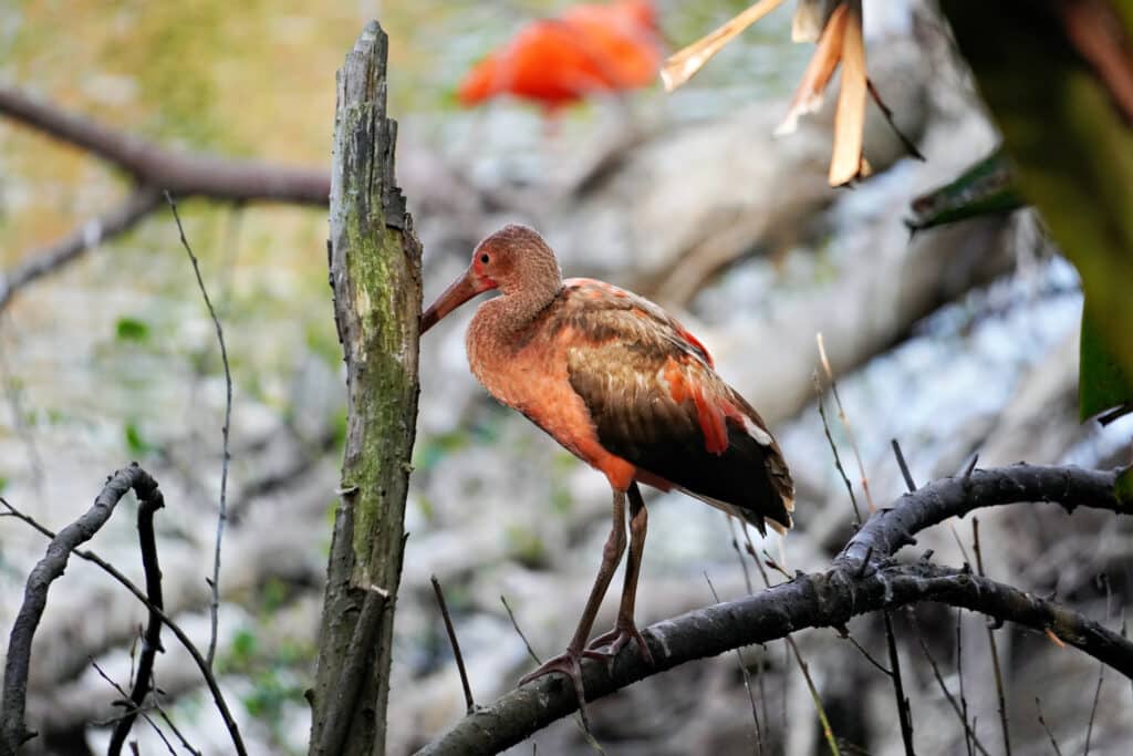 Birds of Eden in Plettenberg Bay