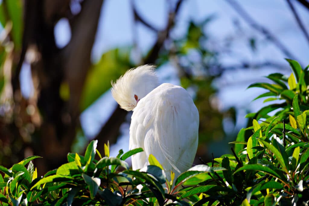 Birds of Eden in Plettenberg Bay