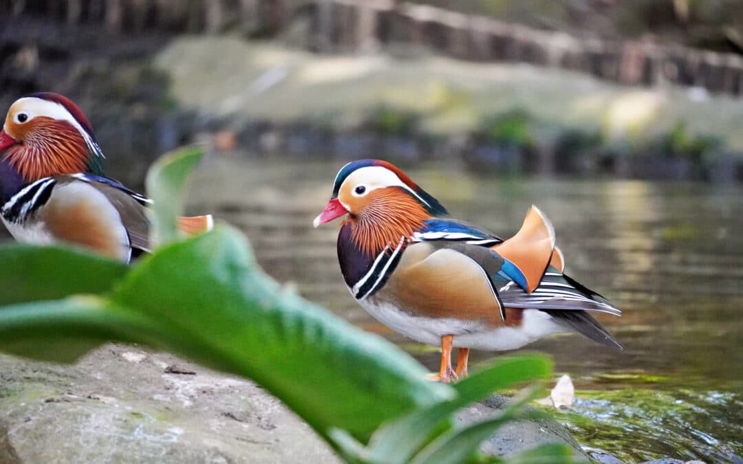 Birds of Eden in Plettenberg Bay