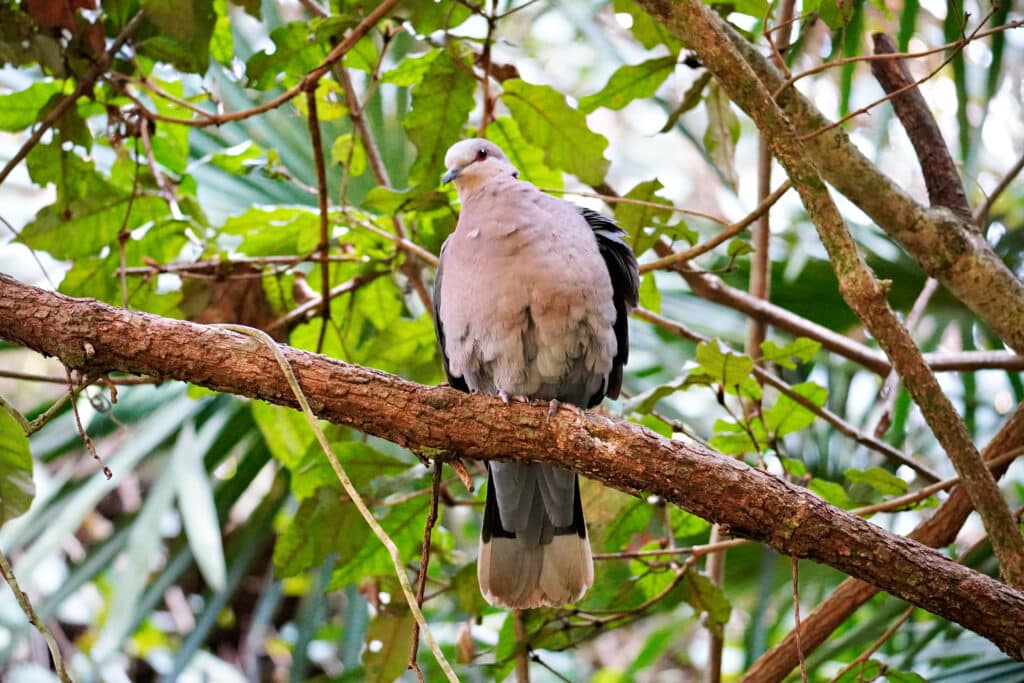 Birds of Eden in Plettenberg Bay