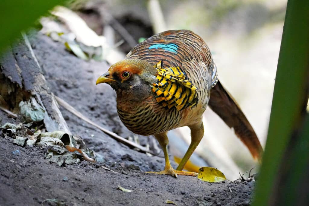 Birds of Eden in Plettenberg Bay