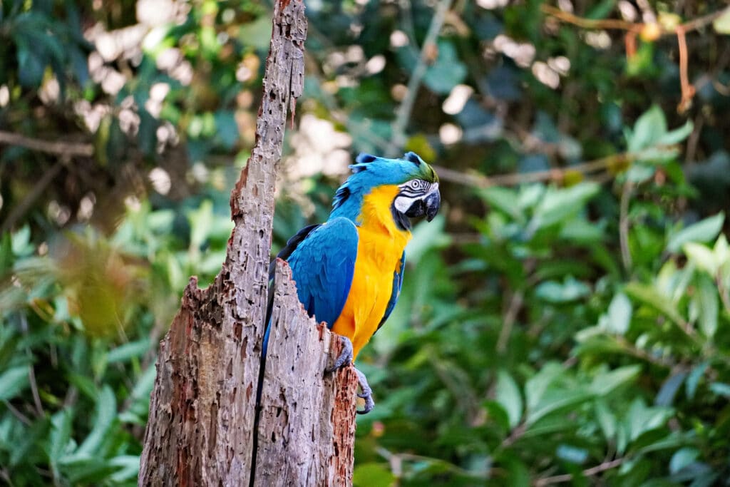 Birds of Eden in Plettenberg Bay