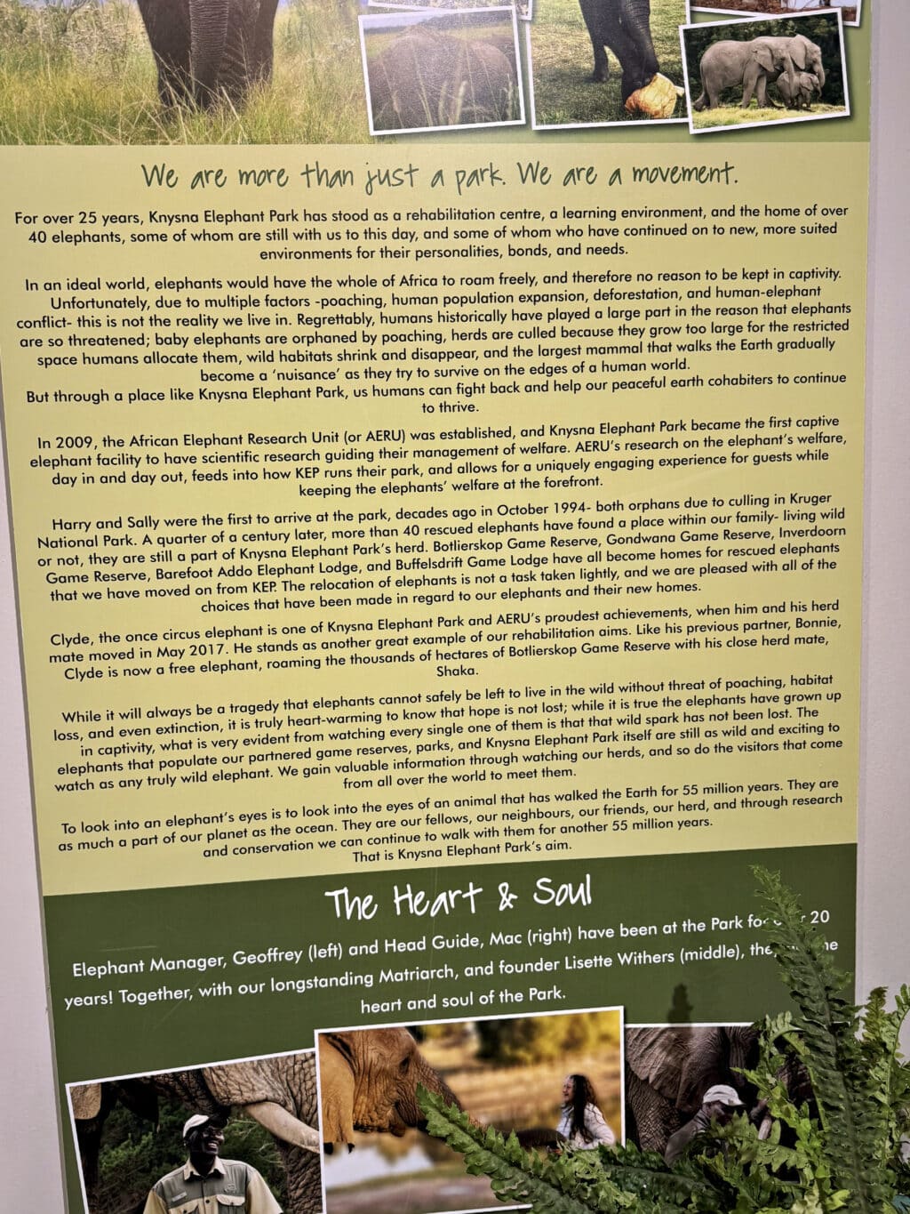 Knysna Elephant Park