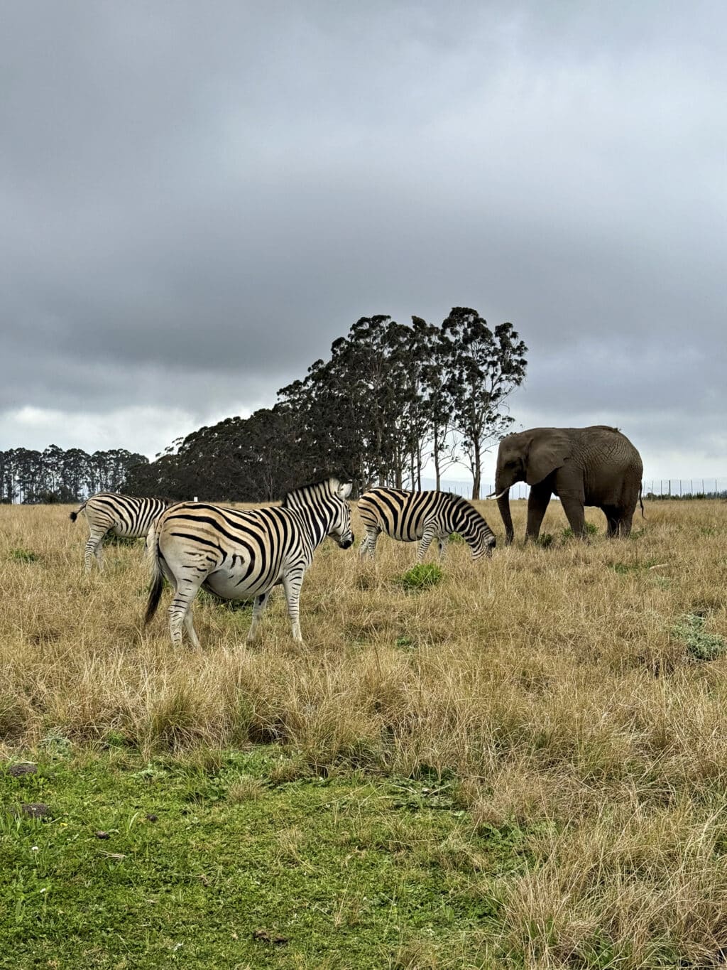 Knysna Elephant Park
