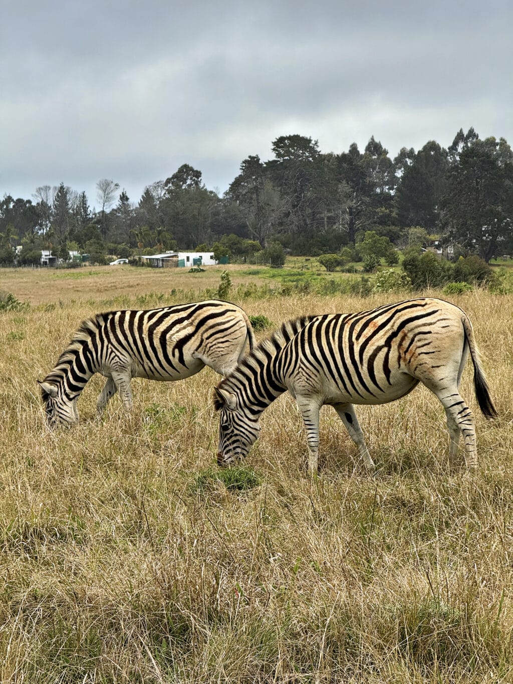 Knysna Elephant Park