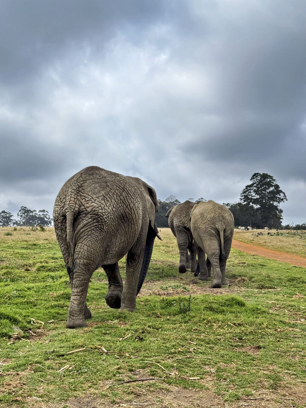 Knysna Elephant Park