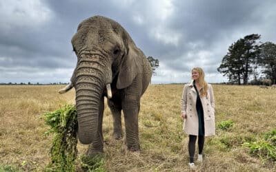 Knysna Elephant Park – ein ethisches Erlebnis?